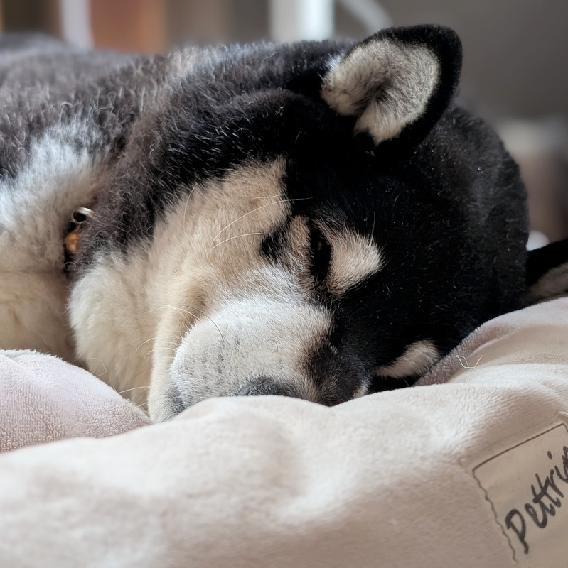 黒柴の春吉 (@kuroshibaHAL) / Posts / X