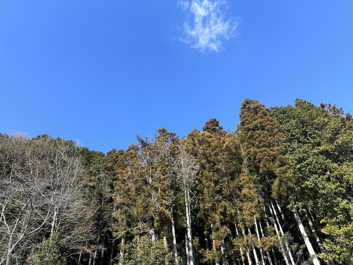人日 -^-^ *･.° ⭐︎

今日は五節句のひとつである「人日」です。無病息災を願い七草粥を食べる風習があることから「七草の節句」と言われているようです🌿

楽しい午後になりますように☀️