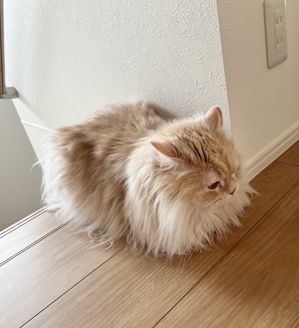 moco_0313's tweet photo. あれ？我が家にポメラニアンがいる。
#猫 https://t.co/vUC2rFCfVm