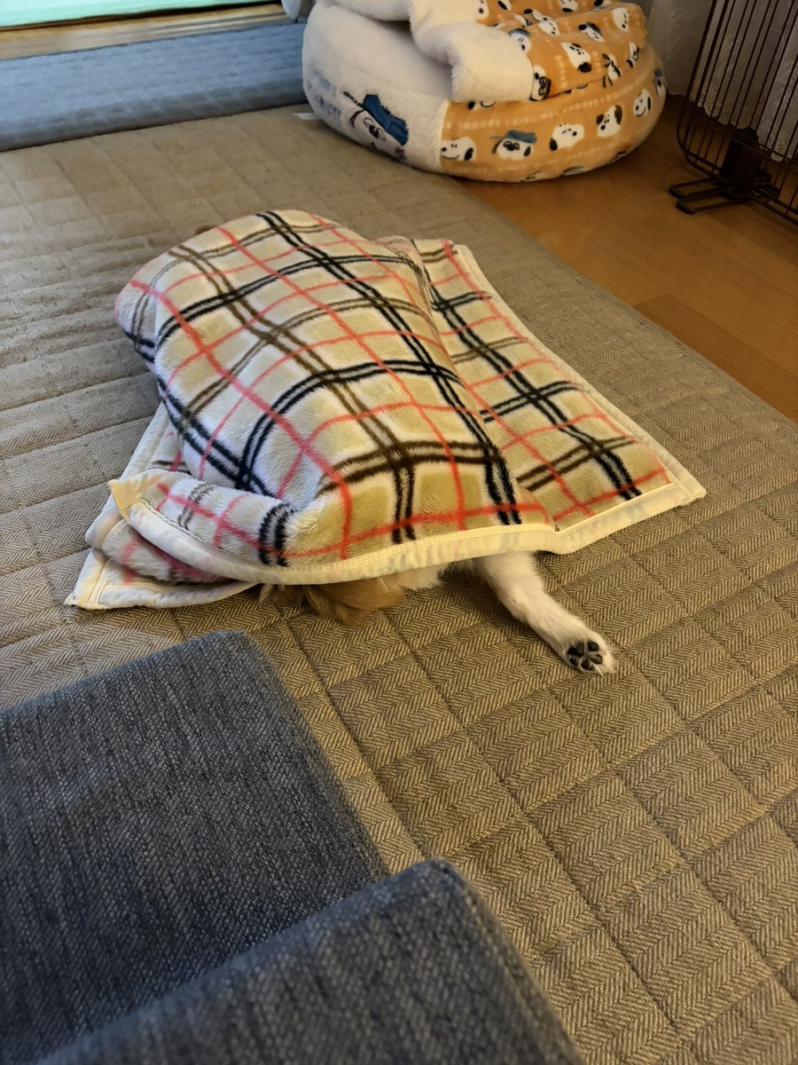 足出てるよー

#ポメラニアン
#犬のいる暮らし
#犬好きさんと繋がりたい