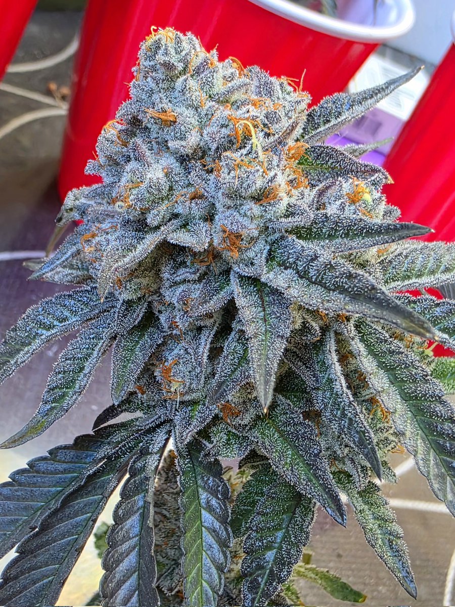 Happy Trichome Tuesday! #cannabisculture #CannabisCommunity #StonerFam #Mmemberville #CannabisPhotography