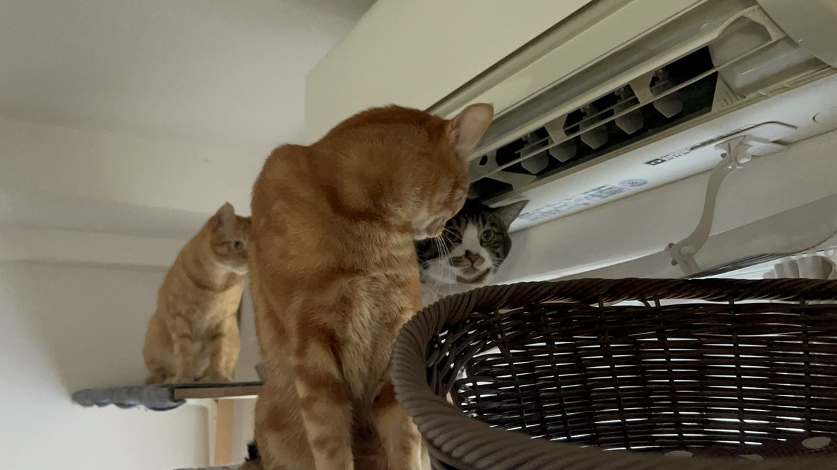 エアコン前大渋滞
＃猫
