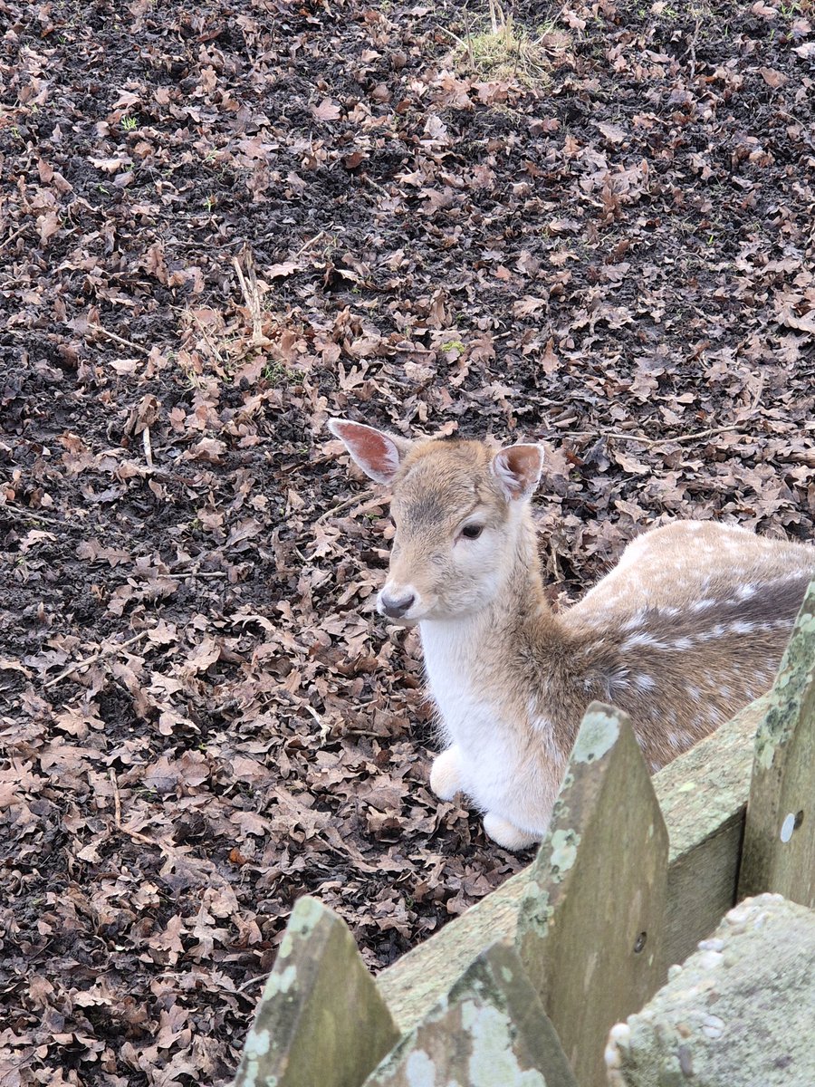 A small, defenseless fawn wants to remind us that this world should be a kinder place! But as long as zombie countries exist, as long as the slave mentality of russians drives them to kill, we need ambulances to save lives!💙💛
#WeAreNafo 
#NAFO 
#nafofellas
