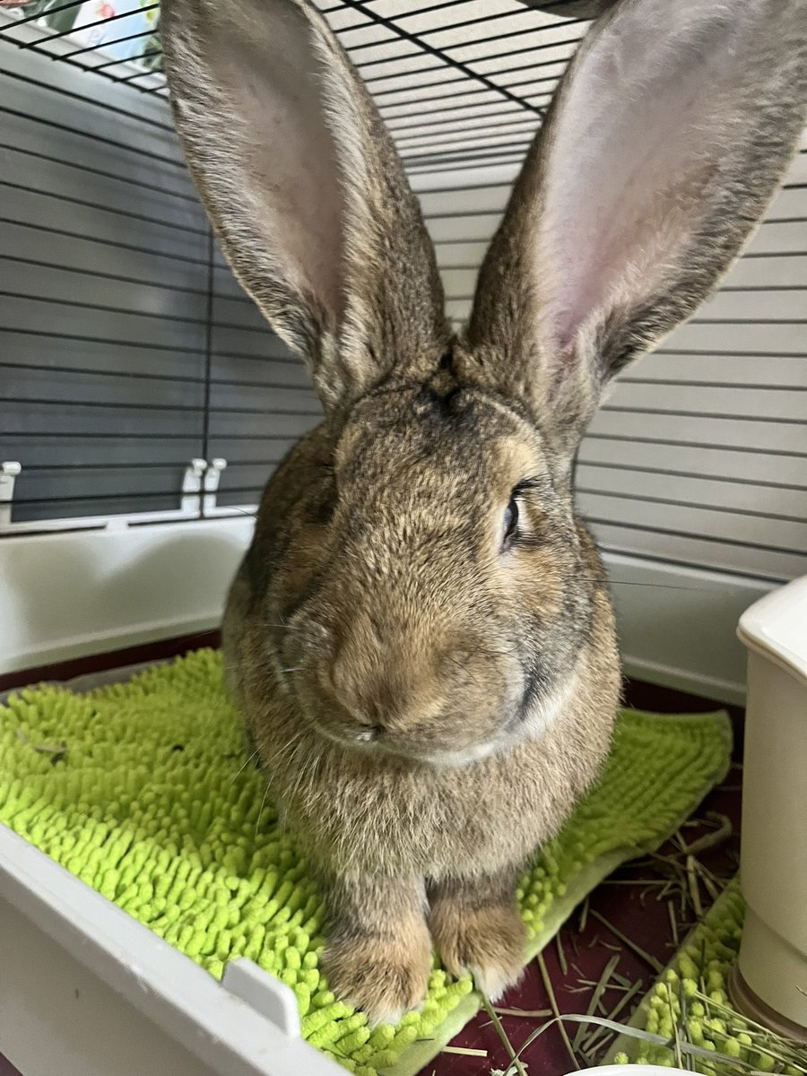 ゆうき/琥珀 is フレミッシュジャイアント tweet media