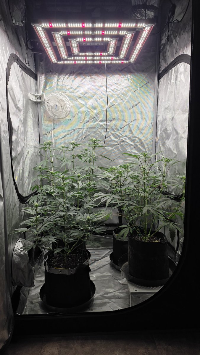 AlienFogMachine's tweet image. Meanwhile in the 3x3. Night Moves &amp;amp; a 🫐BB🫐 auto (front right) are beginning wk3 of flower. I will be inspecting these regularly for the next week to see if they throw any more balls. Not sure what caused it but it's the 2nd time w these genetics. Any input appreciated.