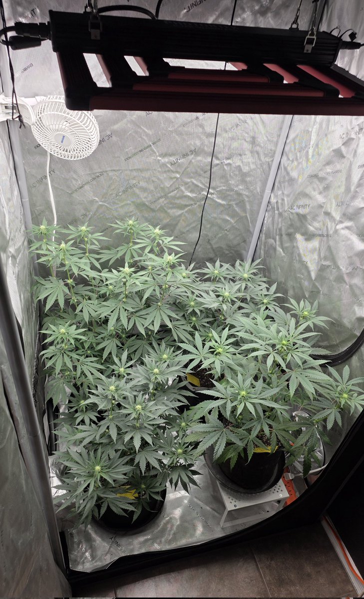 AlienFogMachine's tweet image. Meanwhile in the 3x3. Night Moves &amp;amp; a 🫐BB🫐 auto (front right) are beginning wk3 of flower. I will be inspecting these regularly for the next week to see if they throw any more balls. Not sure what caused it but it's the 2nd time w these genetics. Any input appreciated.