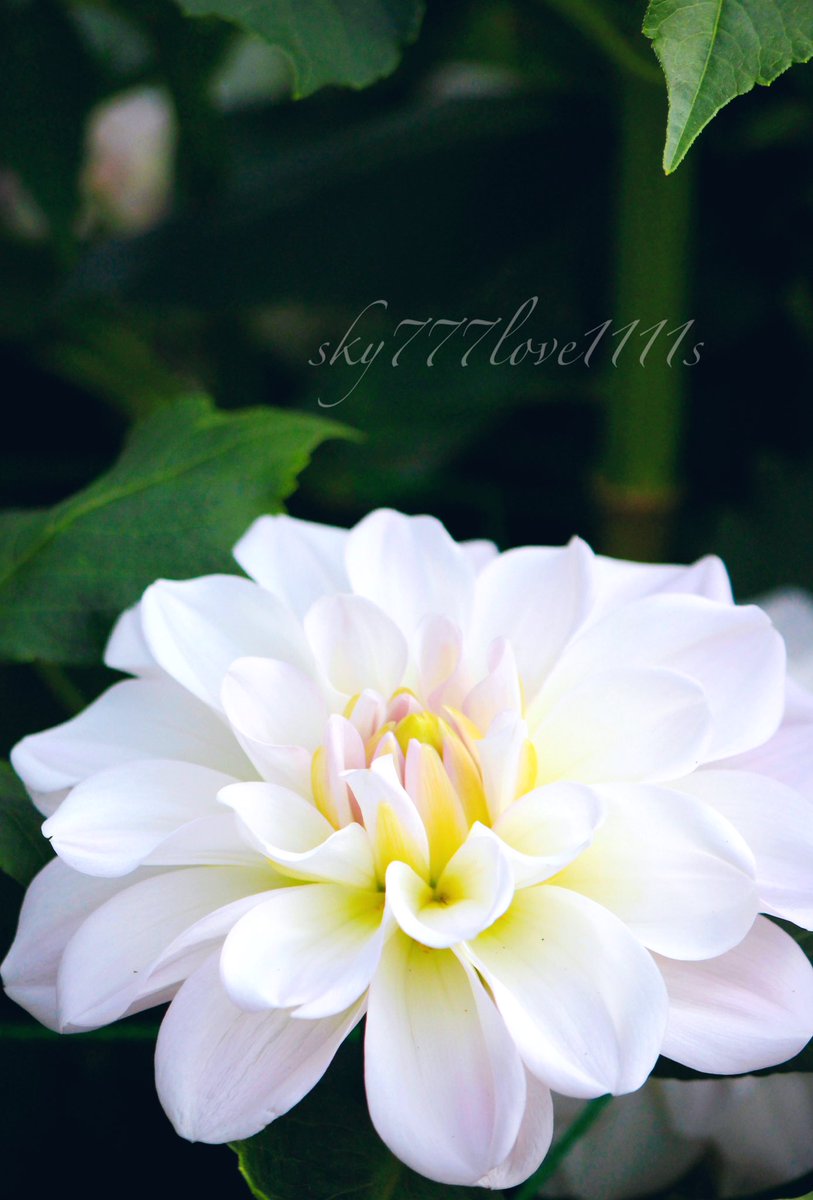 の*ん様 ❤️開花株❤️根っこ充実❤️葉ワサワサ元気株❤️465⭐️極上⭐️【ソ 𐄢 花言葉は「感謝」と「豊かな愛情」𓂂𐄙 ઼݊𐄢