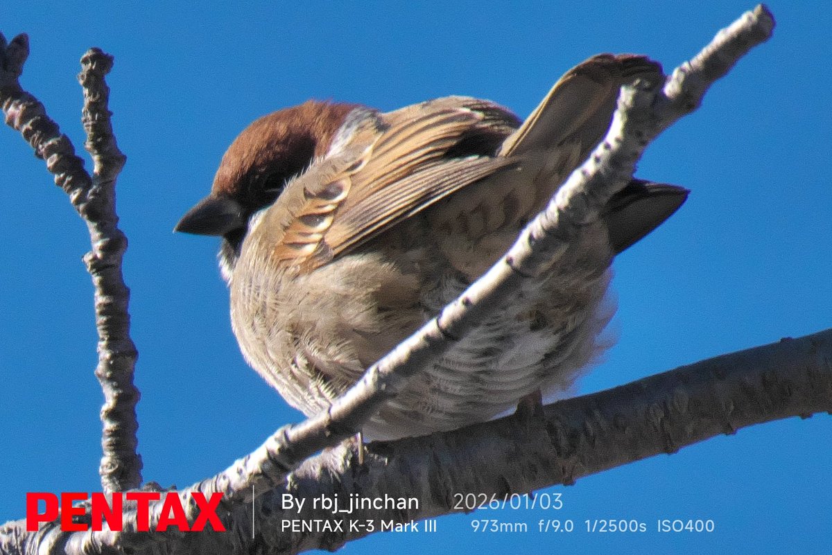 スズメページ sddefault.jpg