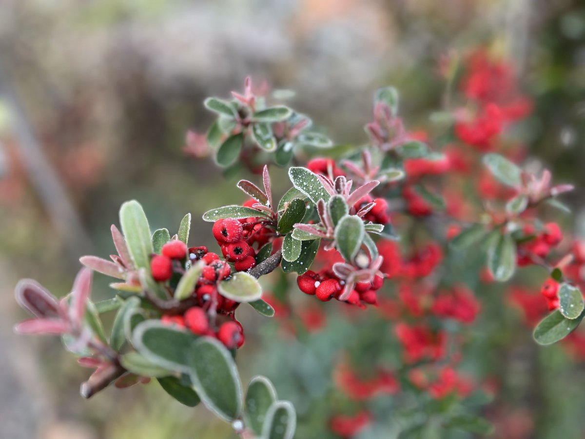 ͛.*🍃͛.*🍃͛.*🍃