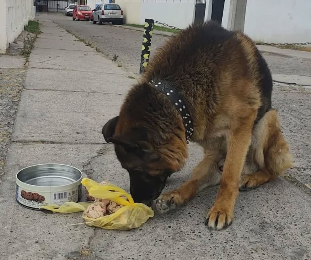 Este gordito se encuentra en la plaza de la población Oscar Prager en La Serena. No saben si está perdido o fue abandonado. Está enfermo de una patita. Está muy cansado, triste y solo. Favor RT por si su familia lo está buscando u otra desea darle un hogar y cuidarlo!
#LaSerena