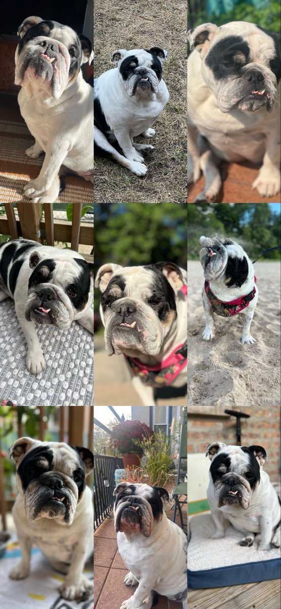 clareifying's tweet image. The year of the bulldog. Again. 🪩🍸👑#Bulldogs #BulldogGloria #chicagobulldogs