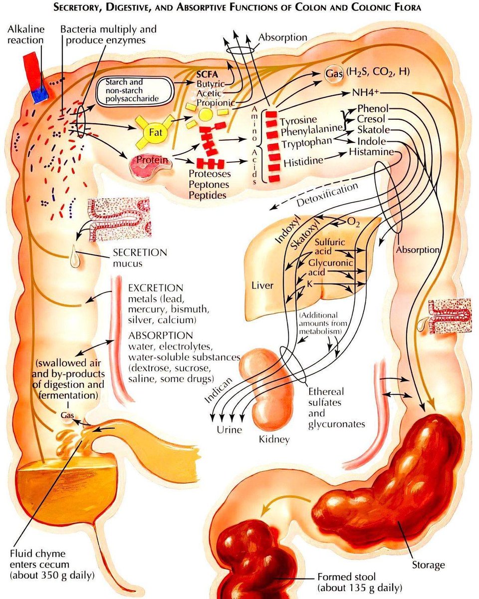 Your gut isn’t just digesting food… It’s running a biochemical factory that keeps you alive.

Most people think the colon is just “where waste goes.”
But this illustration shows something more:

Your colon is one of the most underrated metabolic organs in the entire body.
