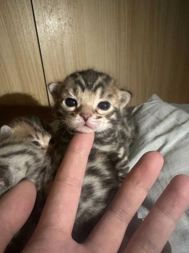 postsofkittens's tweet image. This tiny tiger thinks my finger is a snack.🐯