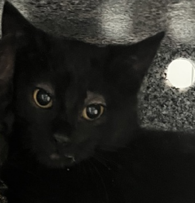 JLthekid9999's tweet image. 🆘🆘 3 RINGWORM KITTENS – MUNSELL (ID 244784) - FEMALE, PANTONE (ID 244785) - MALE, CRAYOLA (ID 244786) - MALE ARE CURRENTY IN QUEENS ACC.   🆘🆘 😿 😿 😿 😿

➡️TBD 1-8-26

➡️ JUST KITTENS – 12 WEEKS OLD

➡️ MEDICAL PRIORITY – NEEDS MORE CARE AND ATTENTION THAN THE SHELTER CAN