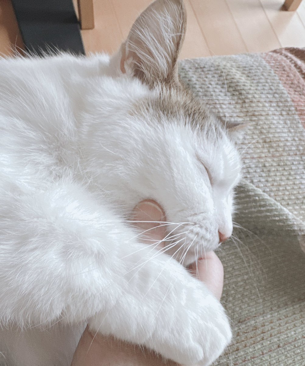 hiromussyi's tweet image. おはよー
ちょっと仕事行ってくるよー
ゆっくり休んでいてね