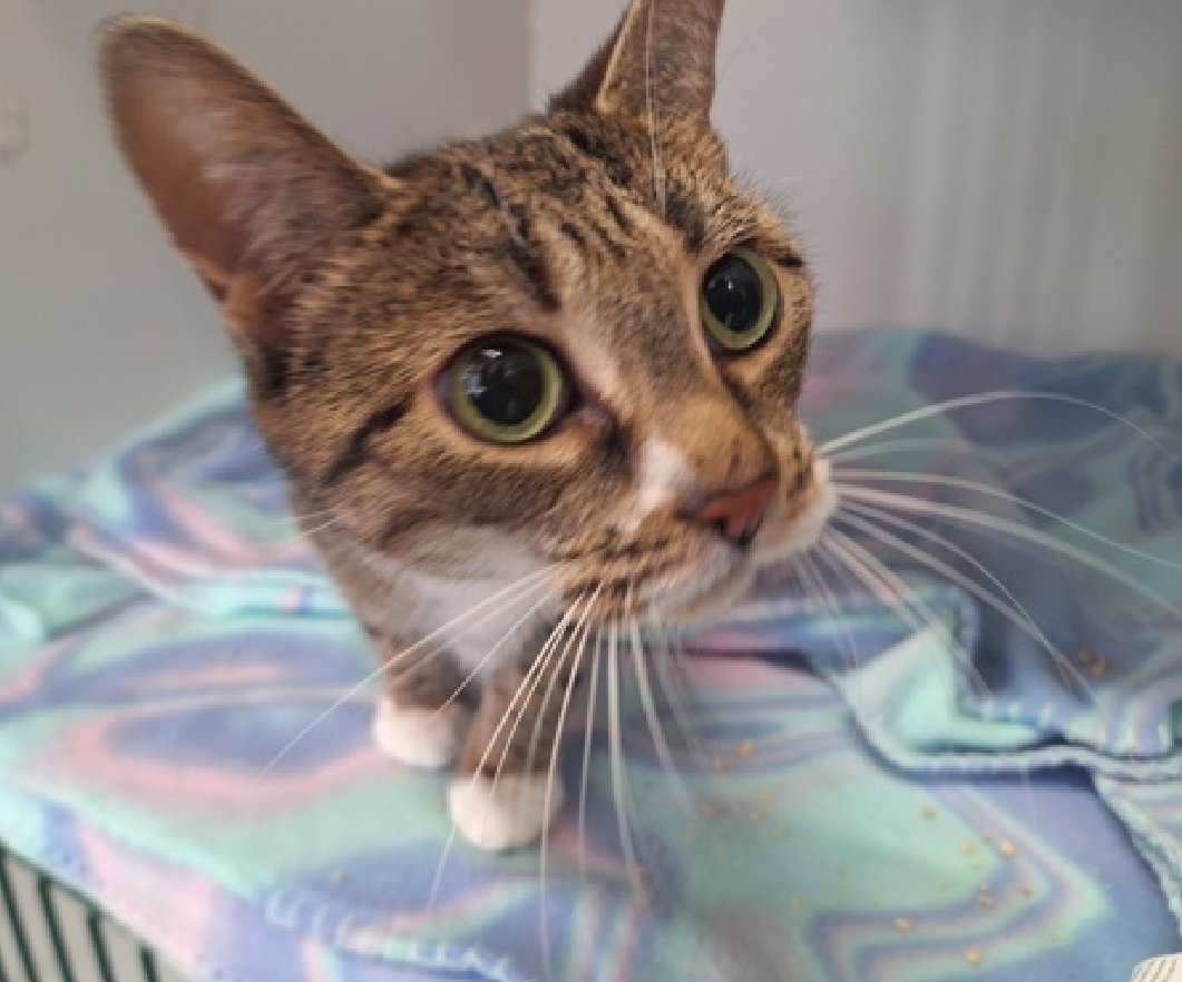 🆘🆘 FURBY (ID 241615), 5 YO, FEMALE –  IN STATEN ISLAND ACC - came into the shelter as an  owner surrender on 12/21/2025, with the surrender reason stated as person circumstance- moving - no pets allowed.    🆘🆘 😿 😿 😿 😿

➡️TBD 01/08/26

➡️ NEW HOPE PARTNER RESCUE ONLY

➡️