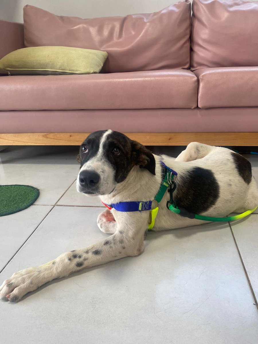 TiFaNiiii's tweet photo. A quien se le perdió su perro!? 
Zona: Fernando de la Mora zona Sur, Barrio Kokue Guasu.. tiene aprox 1 año y es muy buenito... A simple vista está demasiado bien cuidado... Se pueden comunicar con Mónica al 0981950707.. rt a full para que su dueño le encuentre o adopción.. https://t.co/Zhpt4aS8v0