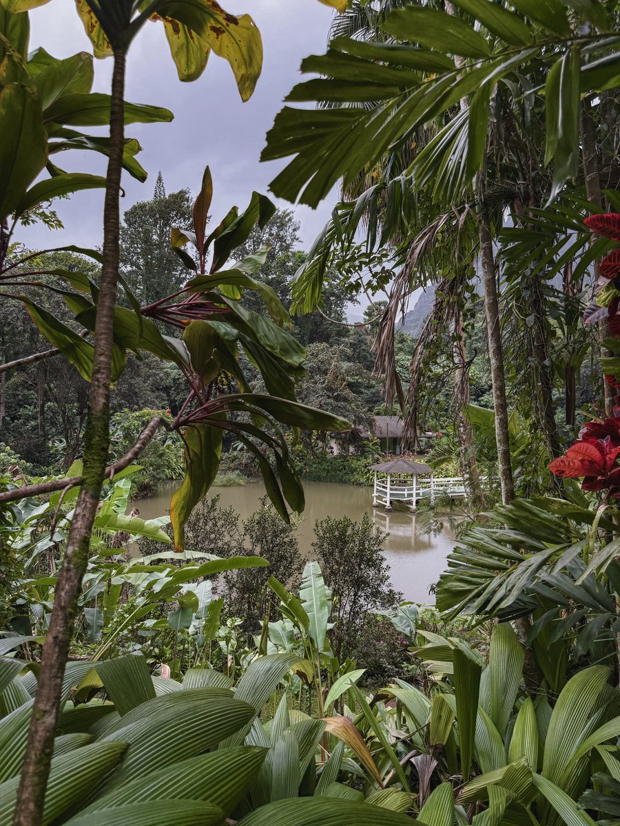 Haleiwa Joe’s Haiku Gardens, one of the most beautiful places to eat a meal 🌺