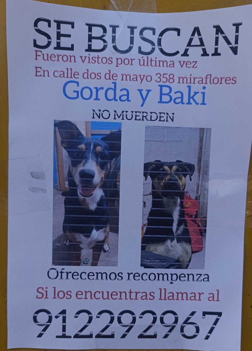 contracultural's tweet image. AVIGOS AYUDA 
GORDA Y BAKI siguen perdidos desde el 26 de diciembre
Vistos por última vez en Dos de Mayo 358, en Miraflores
Cualquier información al 912-292-967
sé buen alma y RT