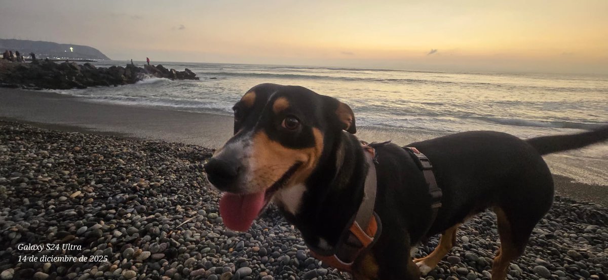 contracultural's tweet image. AVIGOS AYUDA 
GORDA Y BAKI siguen perdidos desde el 26 de diciembre
Vistos por última vez en Dos de Mayo 358, en Miraflores
Cualquier información al 912-292-967
sé buen alma y RT