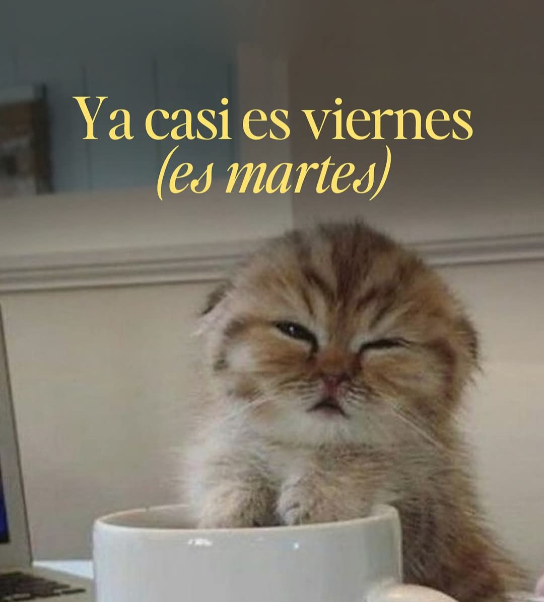 Feliz Jueves 🔥 . . . . . . . . . . . #cats #weekend #gatos #gatoslindos  #shitposting #shitpost #cat #cats #gato #gatitos #memesespañol #meme #memes  #love #catstagram #catlover #gatosdoinstagram #catoftheday #post #posting  #shitpost, image size:1080x1194