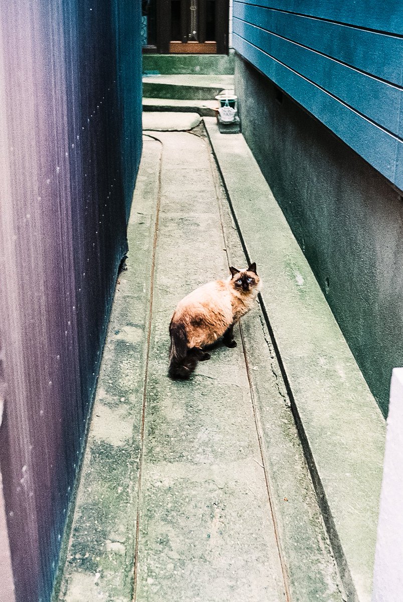 ネコトロジー（猫と路地）傑作選 前半は路地と言うにはちょっと広