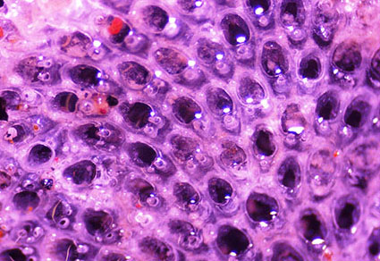 Membraniporina and Thalamoporellina (#Bryozoa: #Cheilostomatida) from the Konkan Coast, Maharashtra, #India
#taxonomy
doi.org/10.11646/zoota…