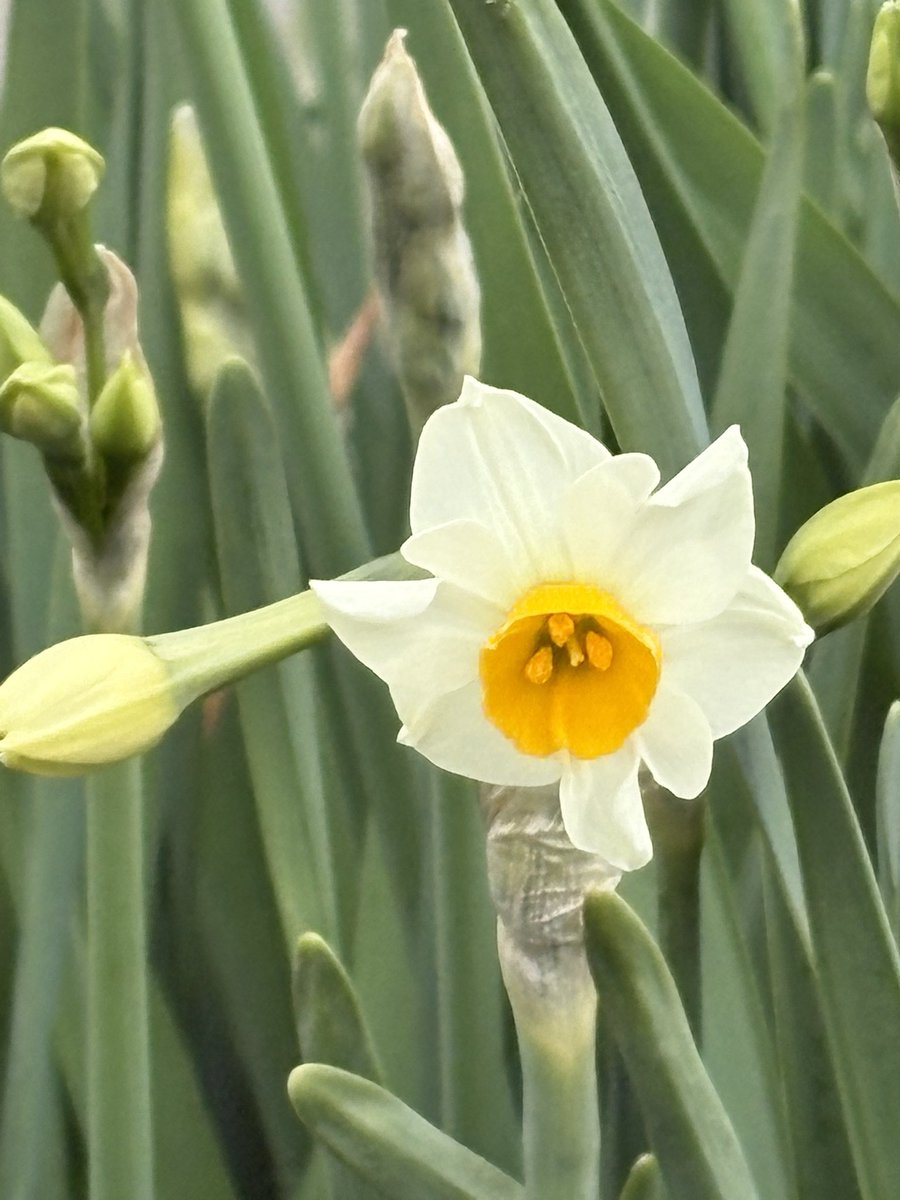 Al2o3_pinkruby's tweet image. 今朝は曇りで寒い朝
そろそろ水仙があちこちで見られますね　その昔　水仙を見にわざわざ越前海岸まで行きましたっけ
