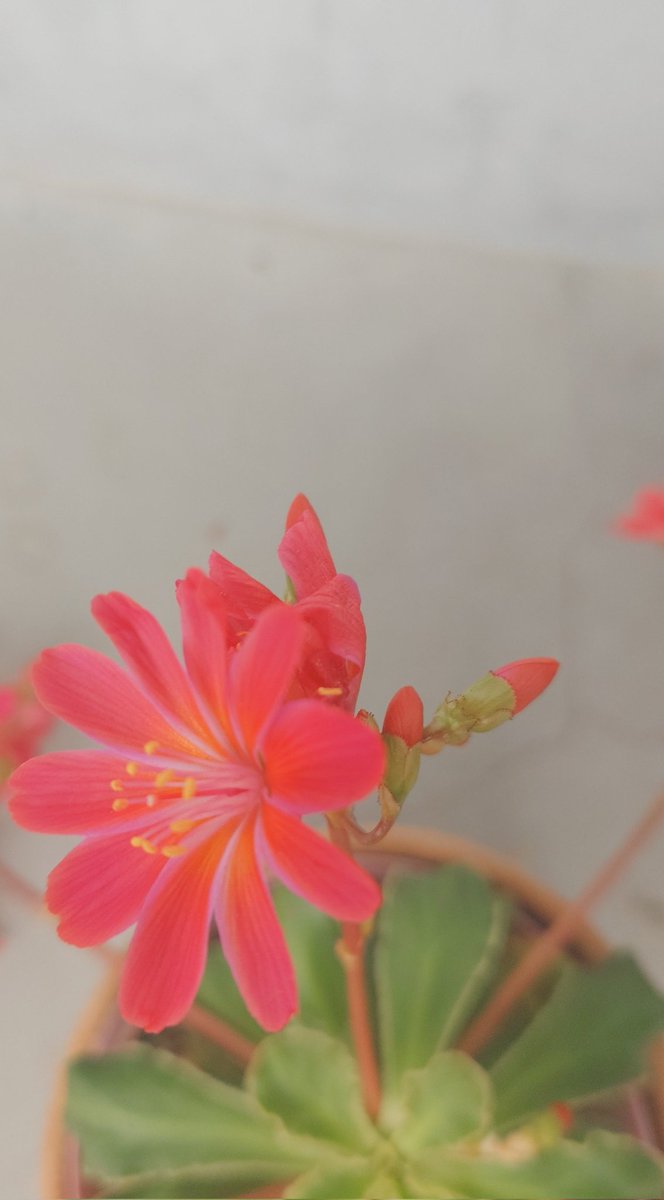 あさ＿＿す (@asasasuzz) on Twitter photo 