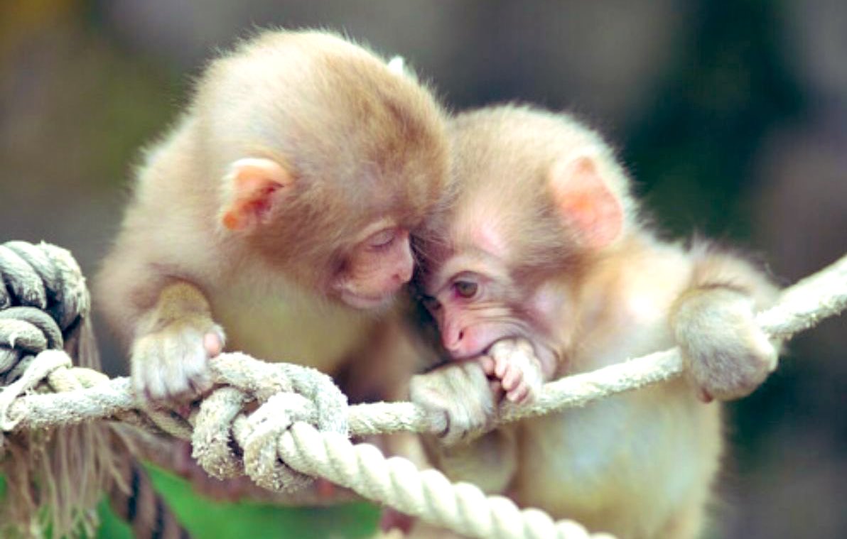 I bite because I love