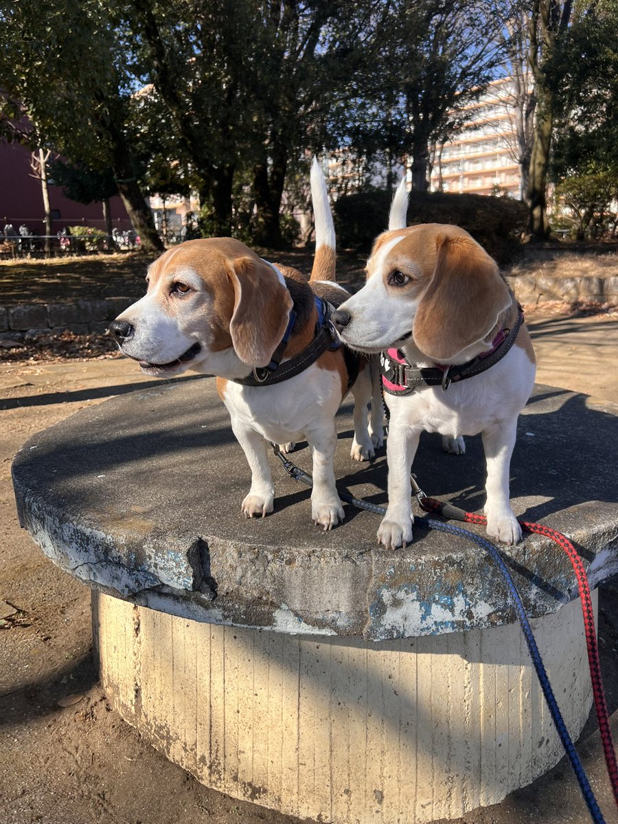 Beagle, Charlie & Momo (@revival_basser) / Posts / X
