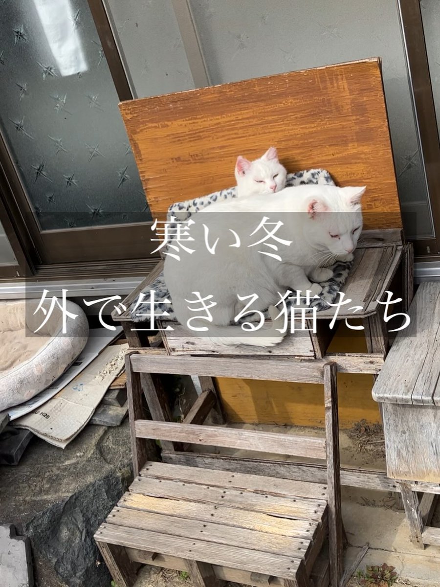 寒くなってきて
いつもは布団の上で寝てた猫達が
朝 布団の中でゴロゴロ言ってる

気持ち良さそうに寝てるのを見て
幸せな気分になると同時に
外の子達はどんなに寒い思いで
朝を迎えてるのかと考える

野良猫達の為に外猫ハウスと
お水 食べ物 トイレの設置
お願いします🙏🙇