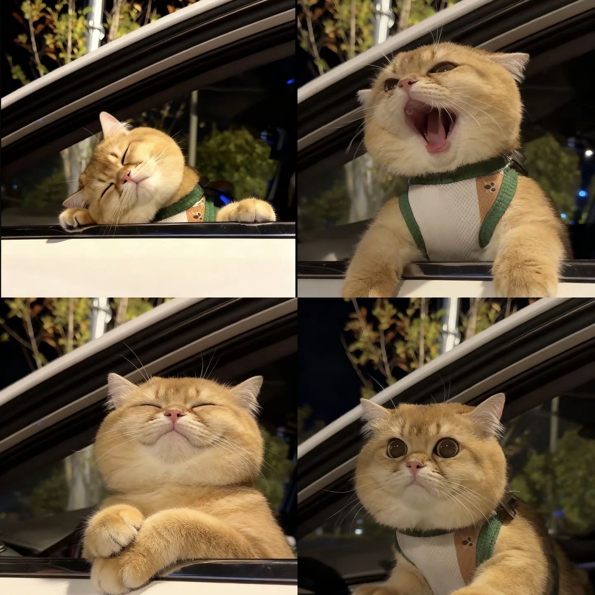 I have so many moods 😺😸😽