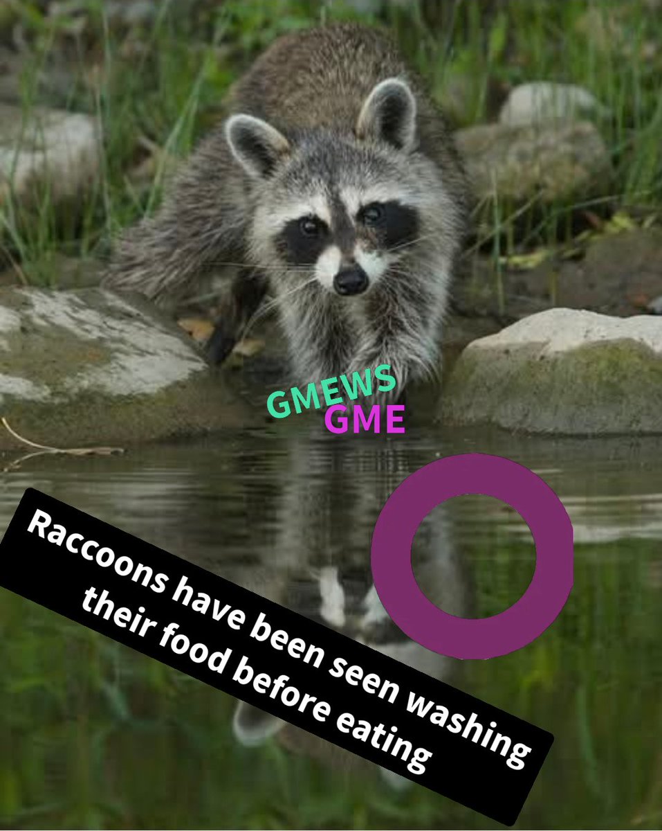 Priestess42069's tweet image. #GMEWS
#GME
#DRS