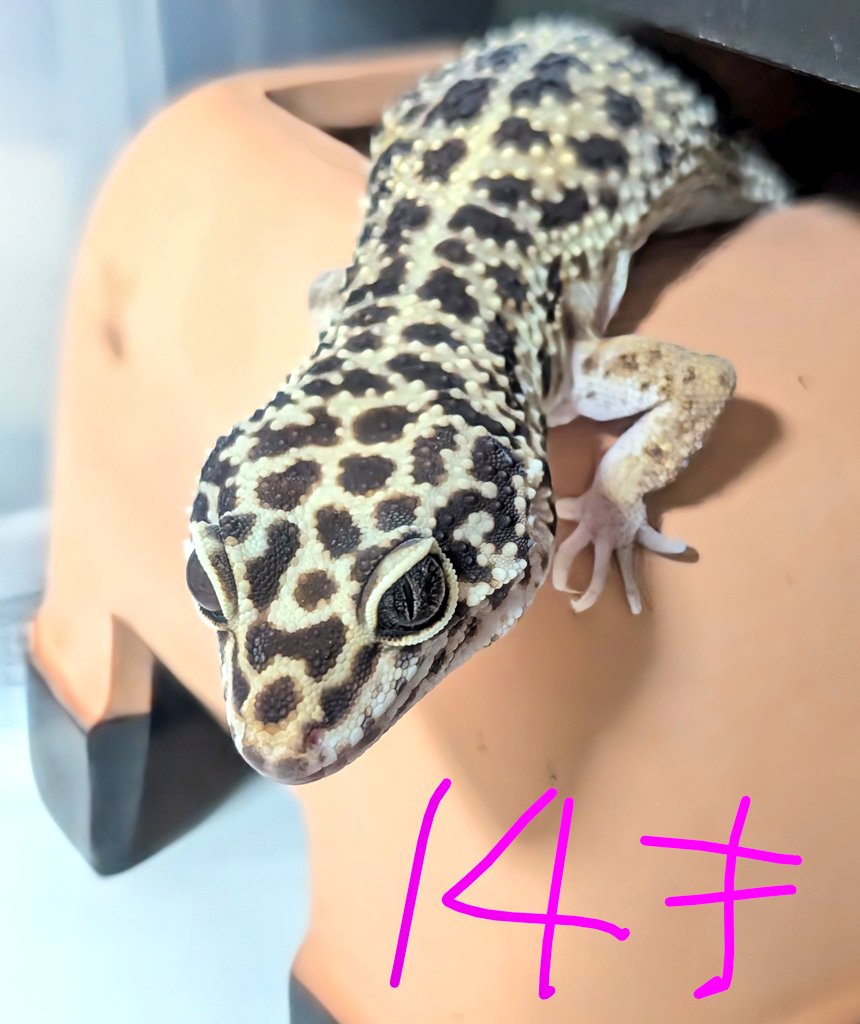【平均寿命≠老齢】
本来20年以上生きられるヒョウモントカゲモドキ。
飼育下での平均寿命が10〜15年というが、更に10〜15年生きる可能性がある。
１８才頃からシニアと認識し、状態を見ながら高蛋白低脂質を心掛けた給餌や頻度、場合によっては飼育環境の見直しをしていくと老後も良好と思われる。