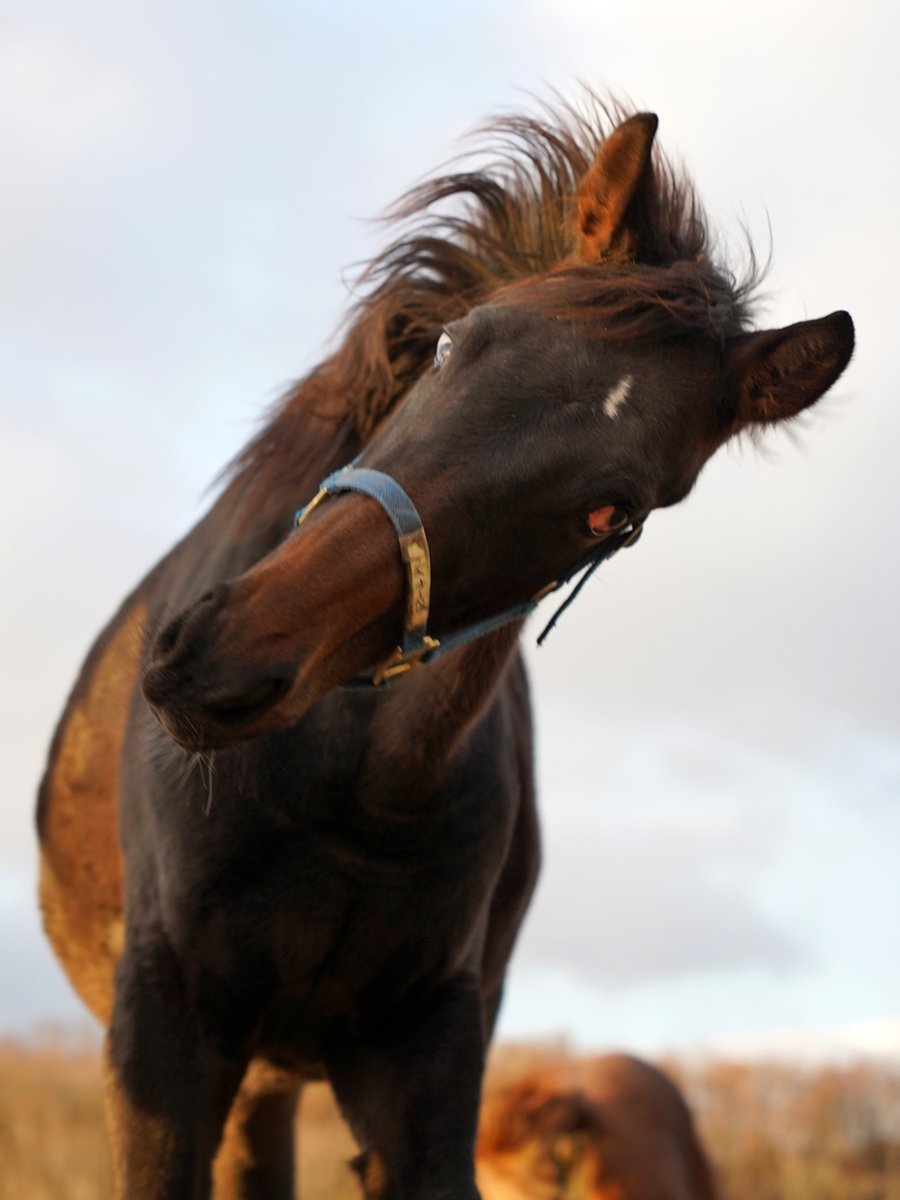 ゆずぽん様ご相談ページ ゆずぽん。 (@yuzupon_DP) / Posts / X