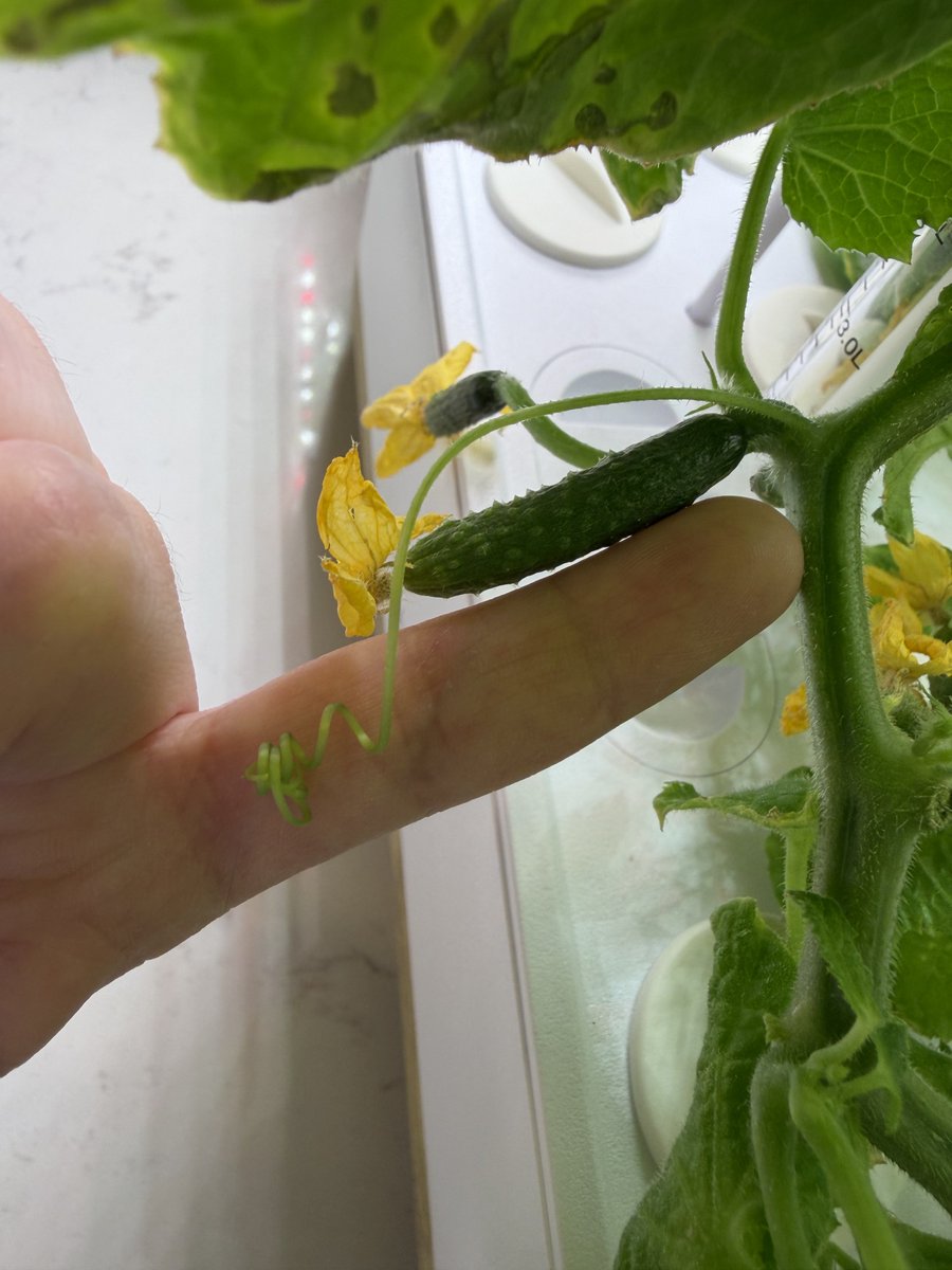 notsweetpatch's tweet image. i didn’t give up on my cucumber plant and she’s flourishing. check out the size of this lil cuc! pinky for scale