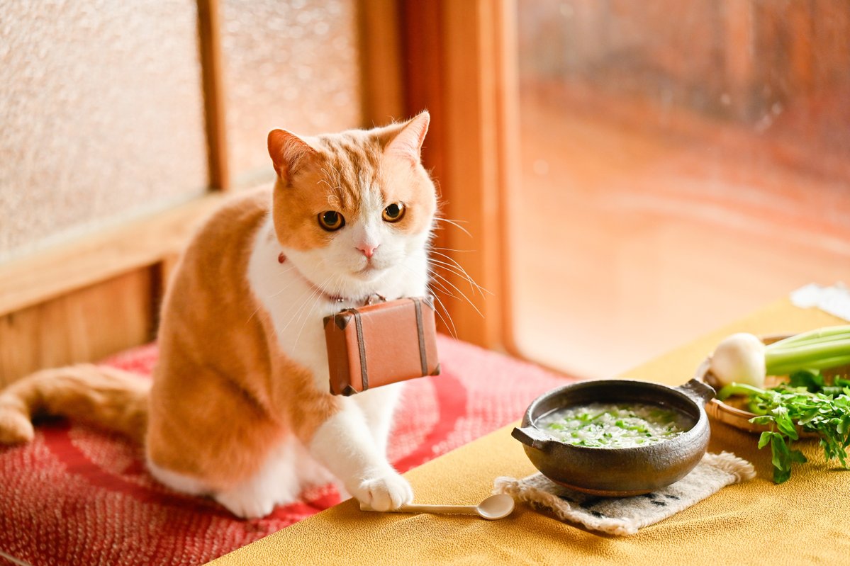 にゃらん (@nyalan_jalan) / Posts / X