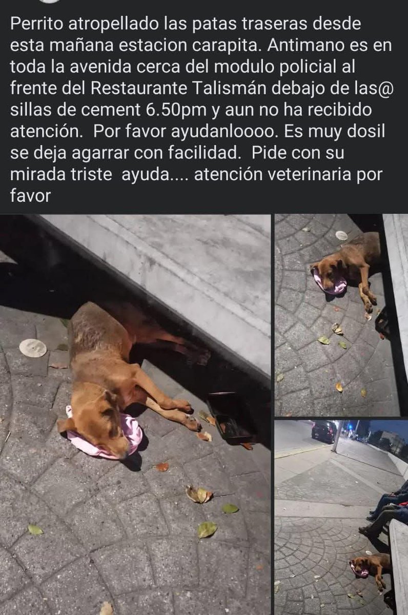 PerroUsuario Wof '•' tweet media