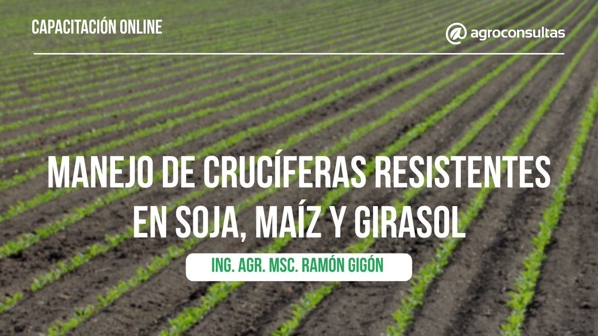 Información práctica y actualizada para tomar mejores decisiones 🌾🚀

🙋‍♂️ A cargo del Ing. Agr. MSc. <a href="/GigonRamon/">Ramon Gigon</a>
🌱 Esta capacitación te brindará conceptos claves para reconocer las principales plagas de implantación de maíz, soja y girasol

👉🏻 agroconsultas.online/UrIWNk