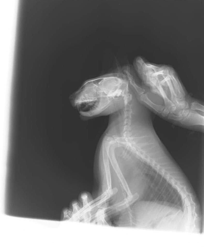 odaradeverdade's tweet image. Foi a única maneira de fazer a Radiografia 😂