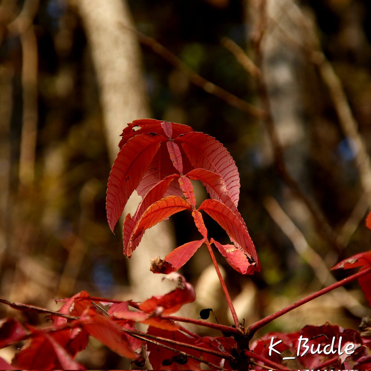 Kingbudle's tweet photo. 붉게 단풍이 든 붉나무의 모습

붉나무(옻나무과) : Nutgall tree
꽃말 : 신앙, 지적인, 화려함, 장려

#붉나무 #ヌルデ #Nutgalltree #Rhus #chinensis https://t.co/TxjKFhSdLg