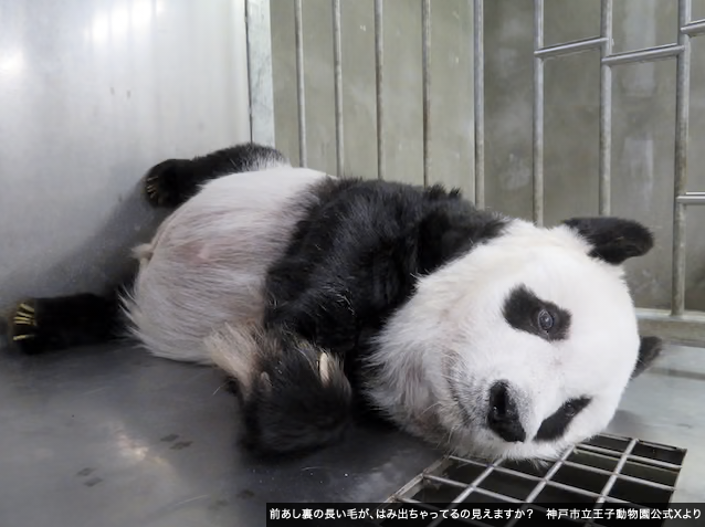 パンダライター 二木繁美｜『水曜日のお嬢様』発売中 (@Pandaexn