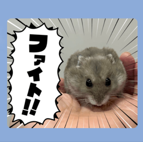 まんまるハム日和 tweet media