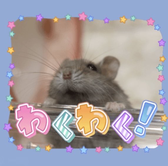 まんまるハム日和 tweet media