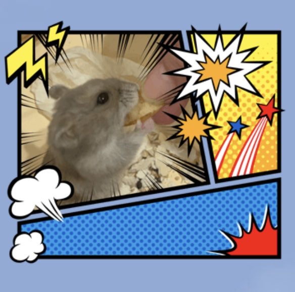 まんまるハム日和 tweet media