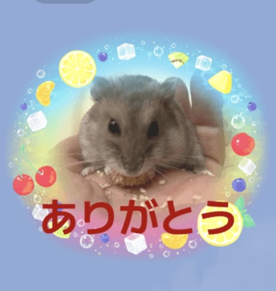 まんまるハム日和 tweet media