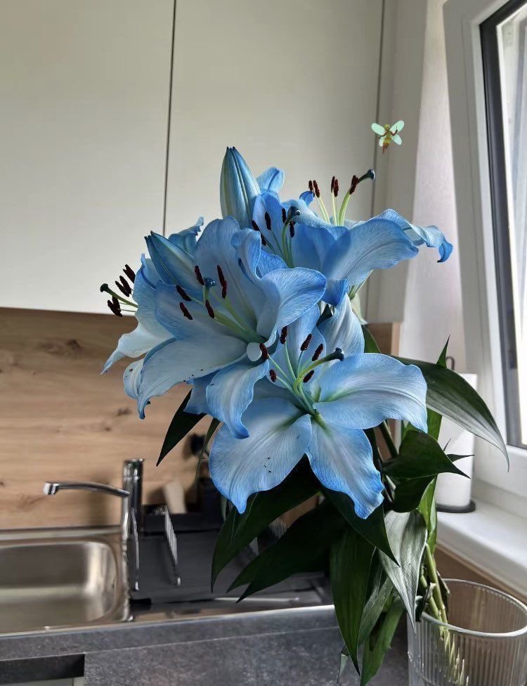 i3Moment's tweet image. Blue lilies