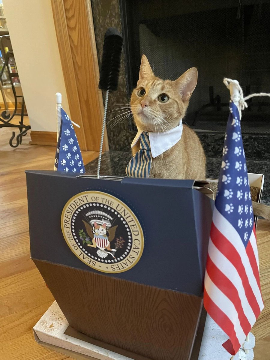 🐱 : If I became President of the United States, Families that adopt cats would pay zero taxes.
Dog owners? Five times the taxes.
Animal abuse against cats would mean severe punishment.
Reject a ‘gift’ from a cat (like a mouse)? Straight to jail.
All cat food would be free.
Dog