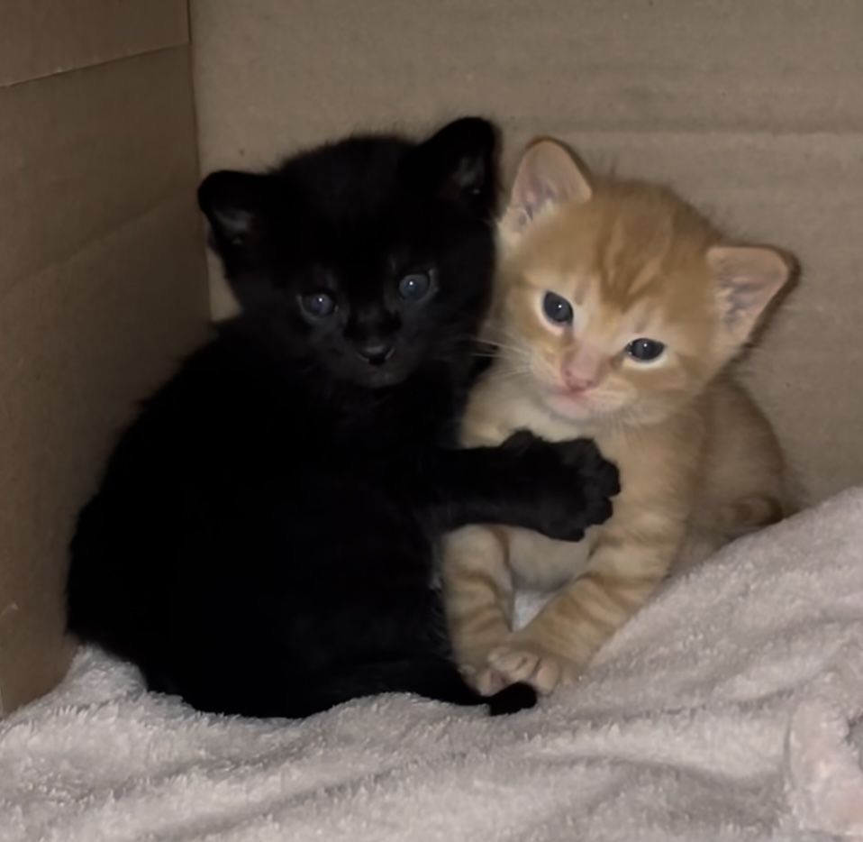 postsofkittens's tweet image. HUSBAND &amp;amp;  WIFE! 💕